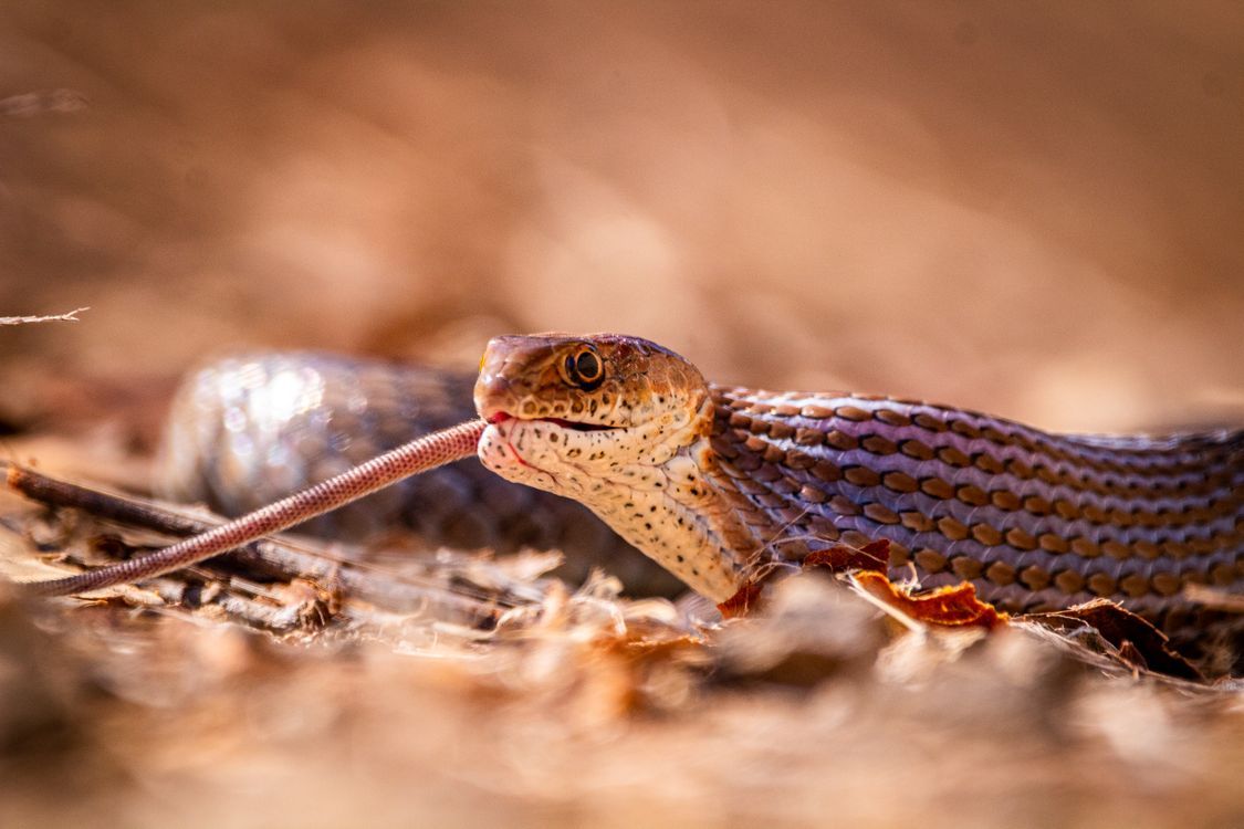 wildlife-removal-banner-img-005