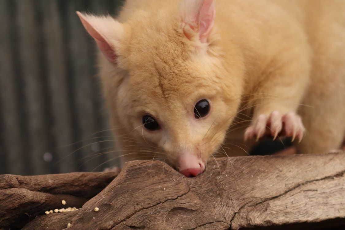 wildlife-removal-banner-img-007